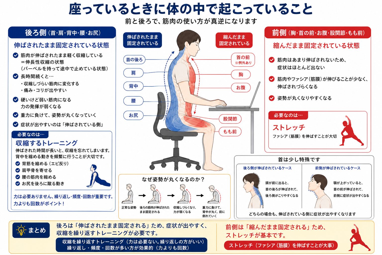 長時間座っているときの姿勢と筋膜の変化を解説する資料